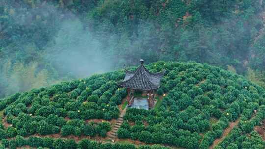 黄山毛峰茶园茶山绿茶