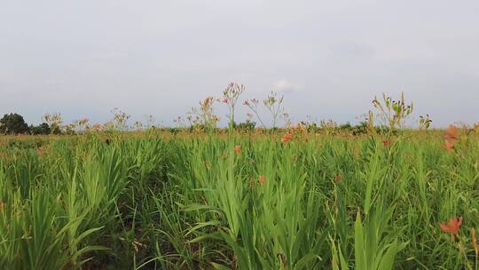 黄花菜产地视频素材模板下载