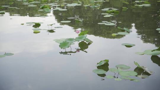 杭州西湖风景区西泠桥风景