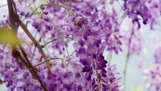 随风摇摆的美丽花朵紫藤花