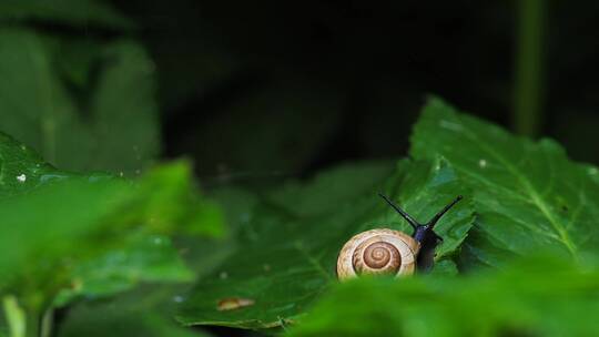 蜗牛 壳 软体动物