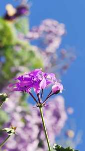 竖屏-随风荡漾的小紫花