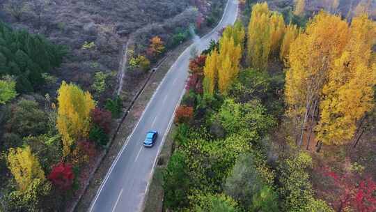 金色秋天旅游公路上行驶在风景中的汽车