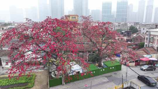 中国广东省佛山市南海区夏北河北书院木棉花