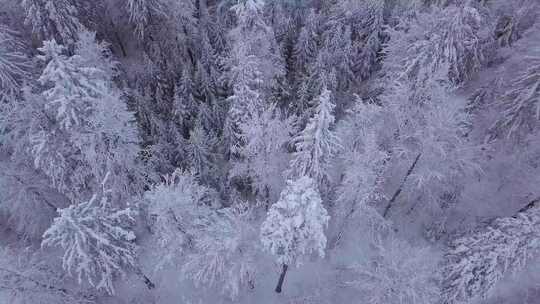 冬季森林 白雪皑皑