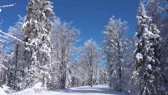 冬日晴天树林森林积雪白茫茫一片