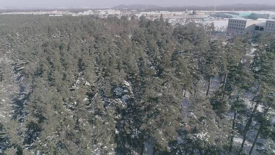 冬季长白山红松美人松原始森林航拍视频素材模板下载