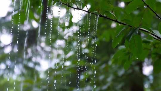 树枝上滴落的雨滴