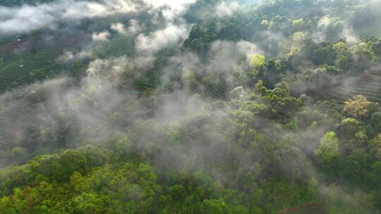 云雾下的茶山茶园