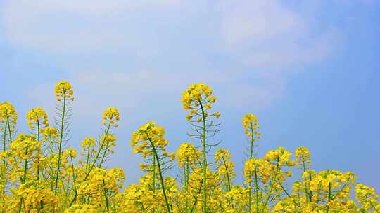 大片黄色油菜花田自然风光全景