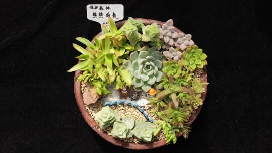 多肉植物插花 展示视频素材模板下载