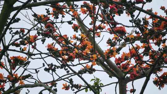盛开的木棉花特写