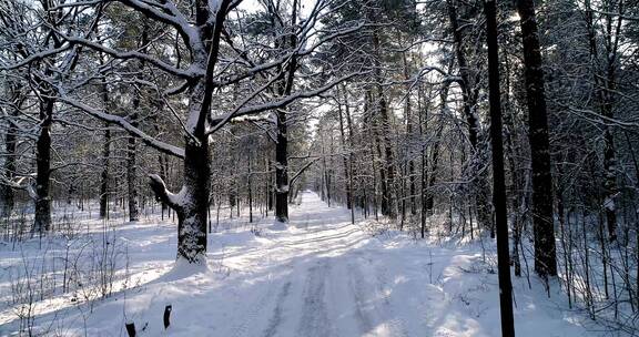 冬季森林中的道路