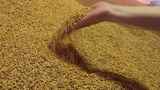 乡村振兴稻米加工厂金色稻米特写高清在线视频素材下载