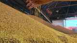 乡村振兴稻米加工厂金色稻米特写高清在线视频素材下载
