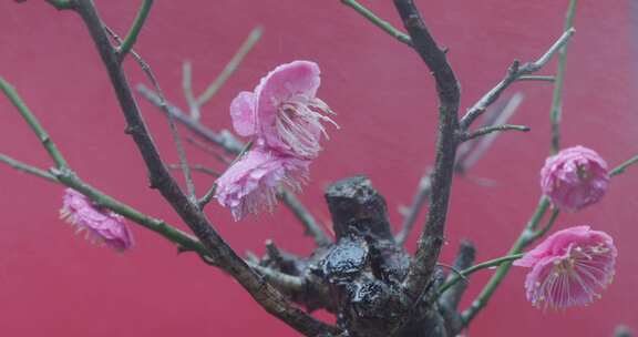 红墙背景下的粉色梅花