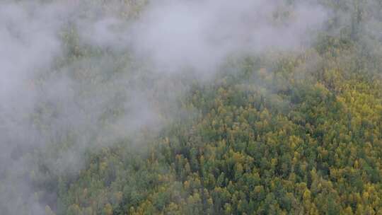 航拍新疆喀纳斯秋景