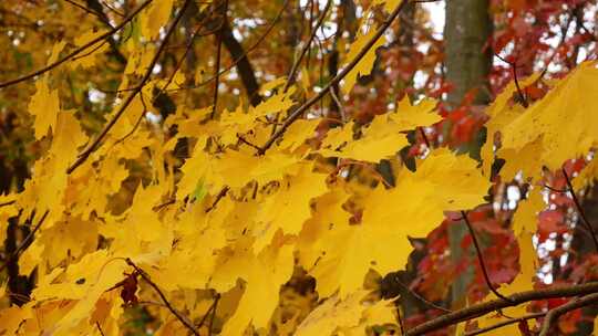 4k秋天微风吹动金黄色的枫叶视频素材模板下载