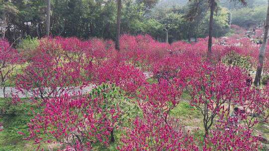 4K拍摄 南宁青秀山桃花盛开满山红