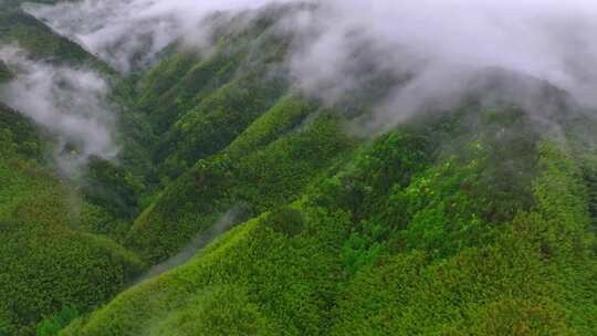 实拍雨后森林云雾缭绕 绿水青山 高山云海