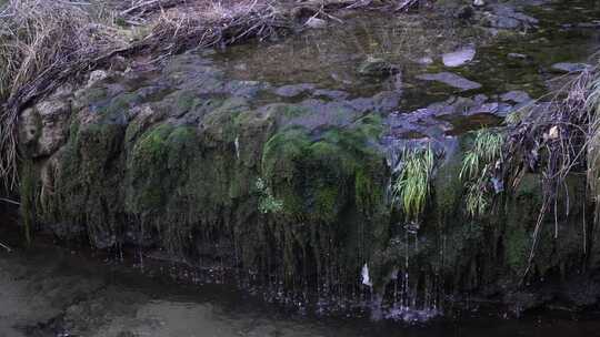 长满青苔的山间小水流