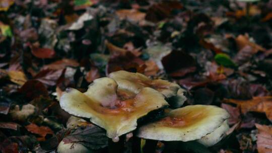森林里的蘑菇视频素材模板下载
