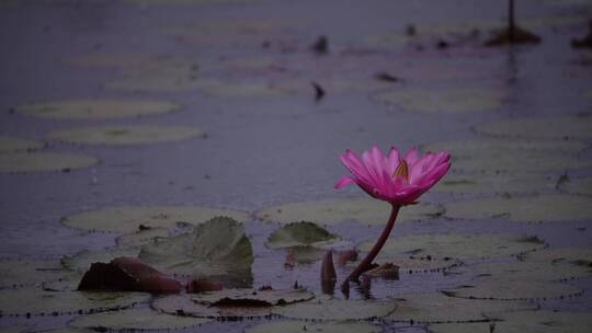 雨中摇摆的水莲花