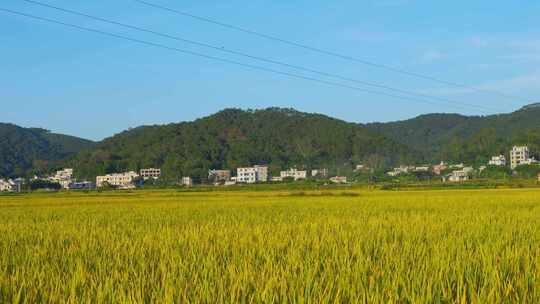 村庄金黄稻田山林自然风光