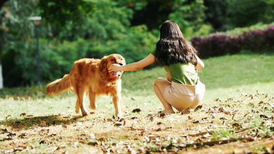 可爱金毛犬跑向女主人