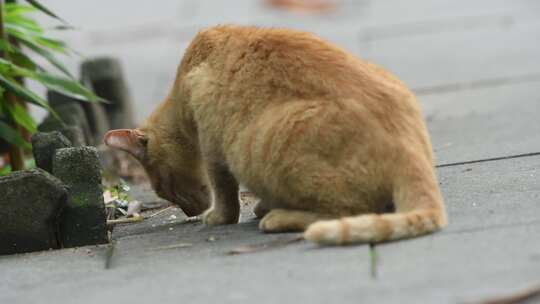 一只橘猫在地上吃东西