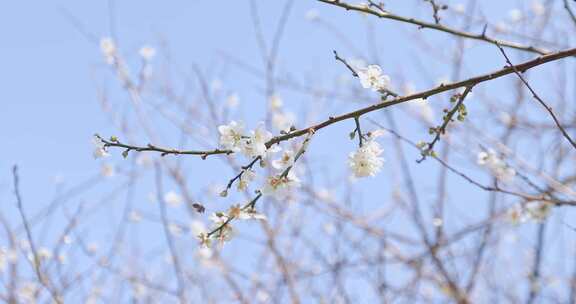 4K蜜蜂采蜜梅花开放梅花初开