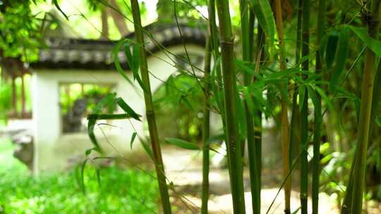 江南园林风中的竹子竹叶