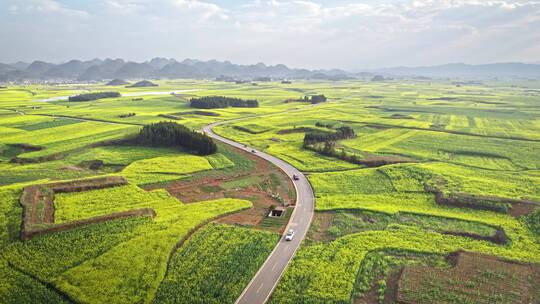 穿过油菜花田的公路