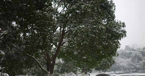 雪花飘落的慢镜头