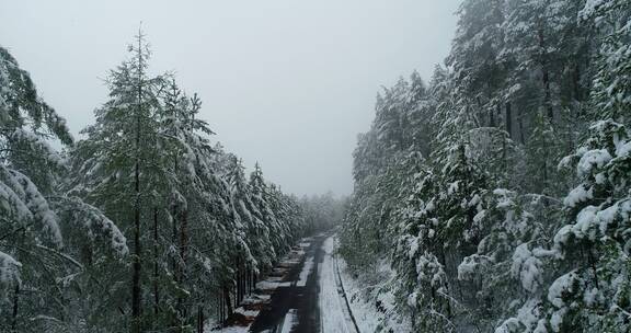 航拍森林冰雪