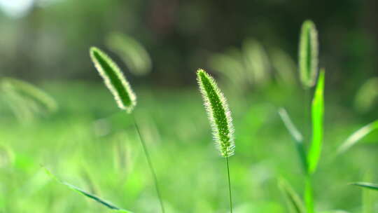 狗尾巴草