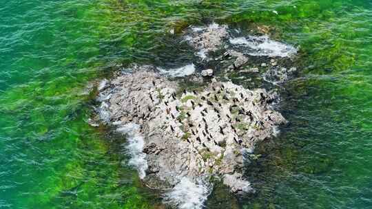 赛里木湖海燕