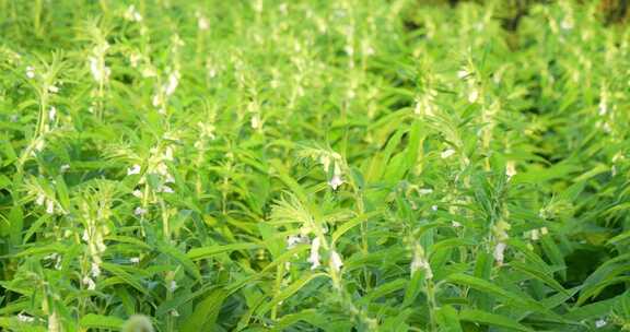 芝麻 黑芝麻 白芝麻 芝麻授粉