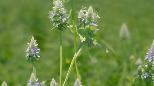 野生中药材硬毛夏枯草