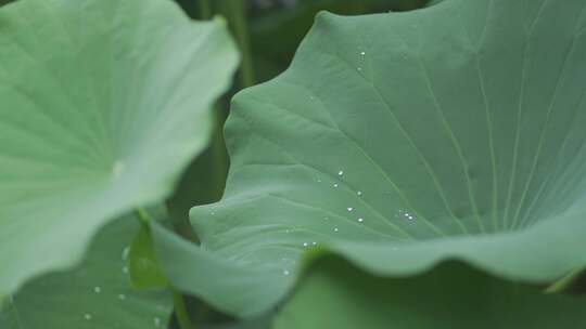 夏日荷花视频素材模板下载