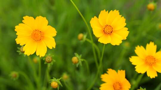 小清新鲜花阳光和雏菊