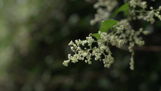 绿色植物局部特写