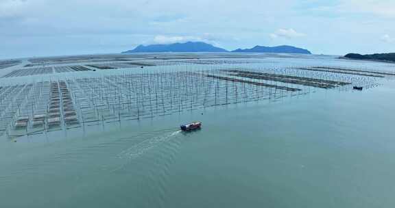 霞浦福建潮间带紫菜养殖0120