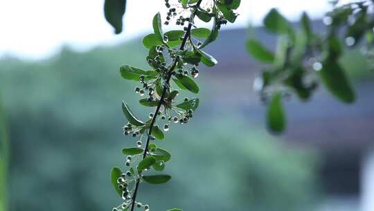 带水珠的绿叶枝条特写