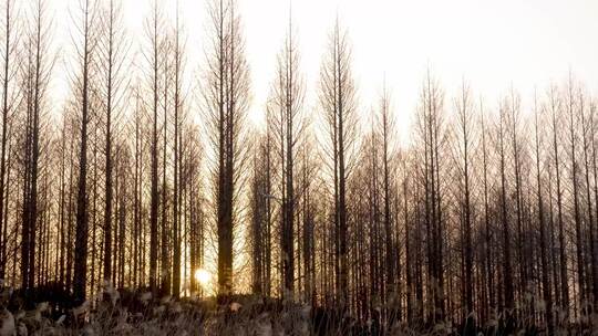 冬天 冬日 夕阳下树林视频素材模板下载