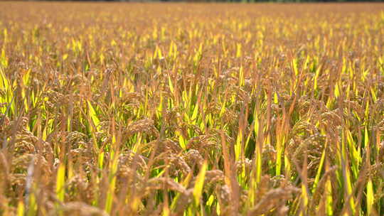 秋天成熟的水稻