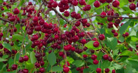 Cherrys，叶子，树枝