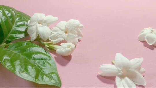 粉红色背景的茉莉花。 (2)