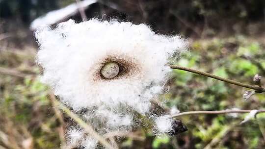 野生棉花飞舞飘动花絮飞舞飞扬