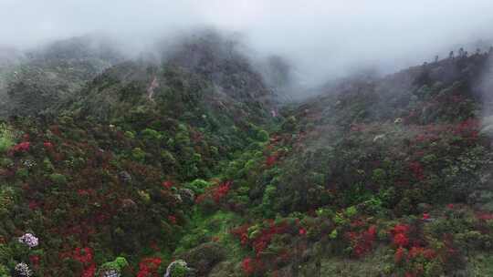 春天云雾里桂林高海拔山谷中盛开的高山杜鹃